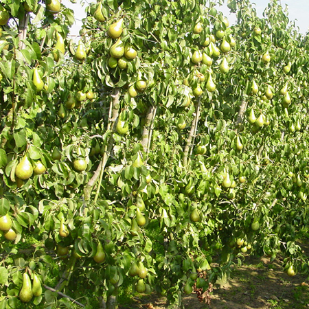 fruitbomen haag 2