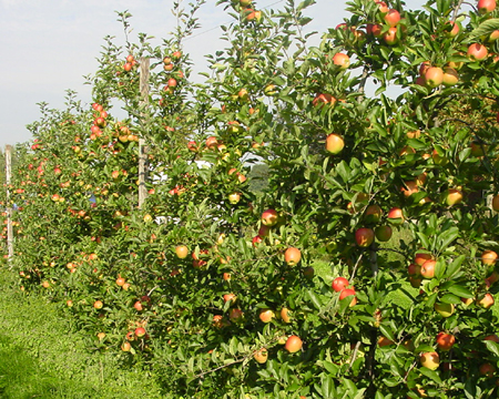 fruitbomen haag 1